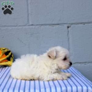 Silas, Maltese Puppy